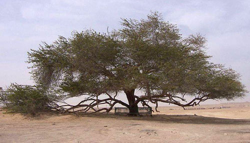 Tree in bahrain