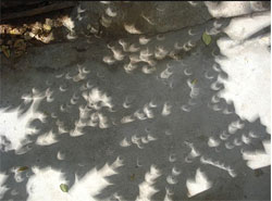 Solar Eclipse Stage 7 - Under Leaf shadow