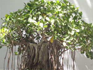 Alamaram Bonsai