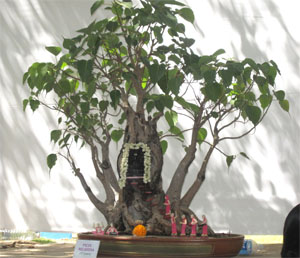 Arasamaram Bonsai