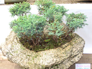 Bonsai tree