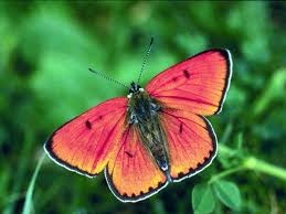 Butterfly"