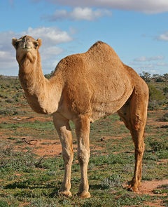 Camel