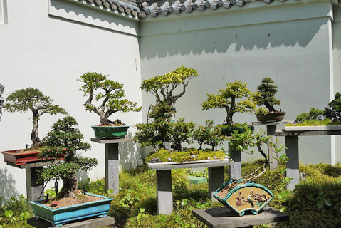 Bonsai