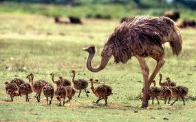 Ostrich